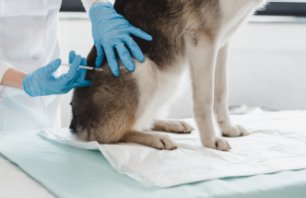 2302-Sharps-Disposal-Veterinary-Teaser.png