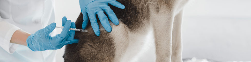 Sharps Safety in Veterinary Clinics